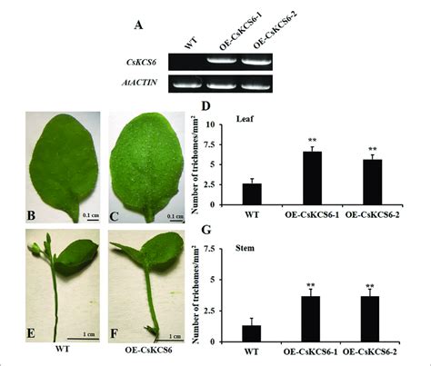 Phenotypes Of The WT And Two Transgenic Arabidopsis Lines OE KCS6 1