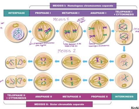 Making Gametes and Zygotes Flashcards | Quizlet