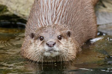 Otter Free Stock Photo - Public Domain Pictures