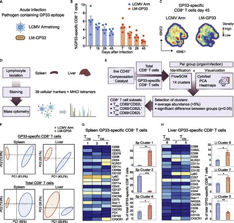 Memory CD8+ T cell heterogeneity is primarily driven by pathogen ...