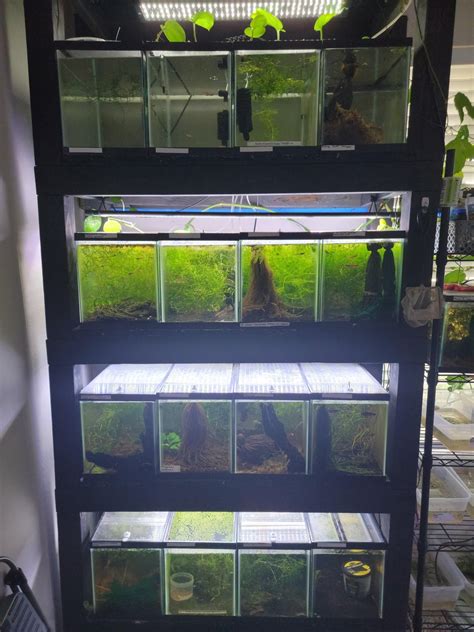 The ol fishroom : r/Aquariums