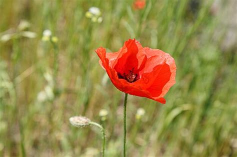 Amapolas Rojas Hermosas En El Campo Foto Premium