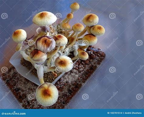 Psilocybe Cubensis Macro Mycelium On Wheat Psilocybe Cubensis Macro