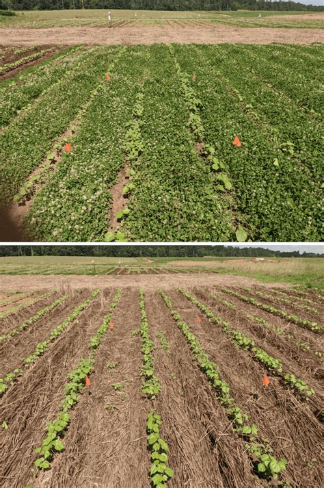 Uga Researchers Evaluate The Benefits Of Cover Crops Living Mulches In