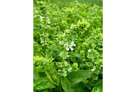 bazilikas visuotine lietuviu enciklopedija