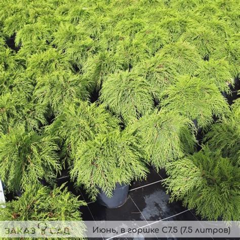 Микробиота перекрестнопарная купить в питомнике