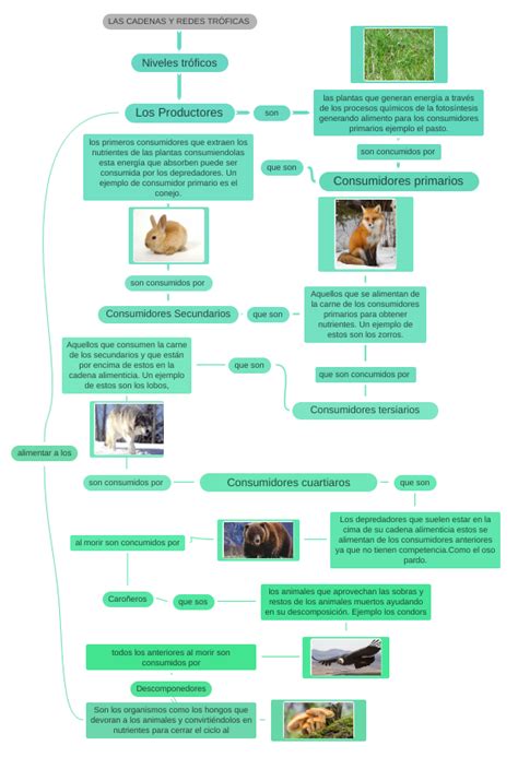 Las Cadenas Y Redes TrÓficas Coggle Diagram