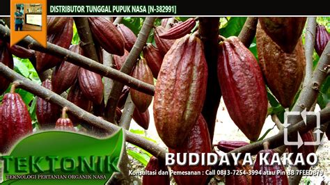 Resep Jitu Budidaya Kakao Tanaman Coklat Berbuah Lebat Youtube