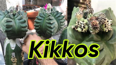 Cosecha de SEMILLAS de CACTUS Myrio Kikko POLINIZACIÓN EXITOSA YouTube