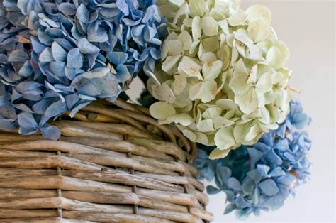 How To Dry And Preserve Hydrangea Flowers The Easy Way Petal Republic