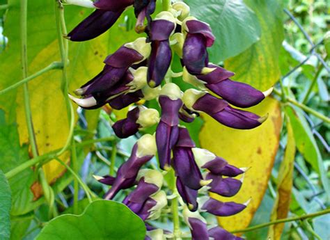 Health Benefits of Mucuna Pruriens - Varion lifesciences private limited
