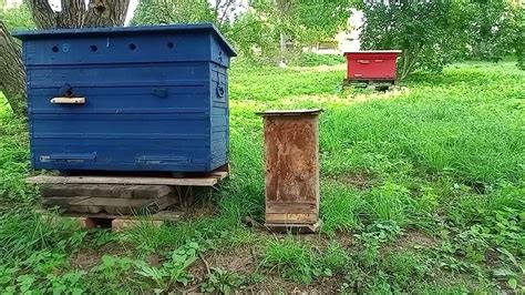 КОЧОВИЙ ЄКСПЕРЕМЕНТ(Огляд нової сімї.) - YouTube