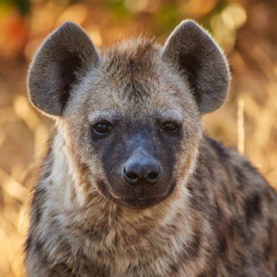 Gay Hyena Hyena Gay Twitter