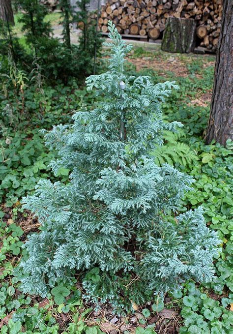 Кипарисовик горохоплодный "Булевард" | Атлас × Растений