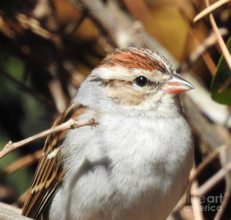 Eyes On The Sparrow Photograph By Jan Gelders Pixels