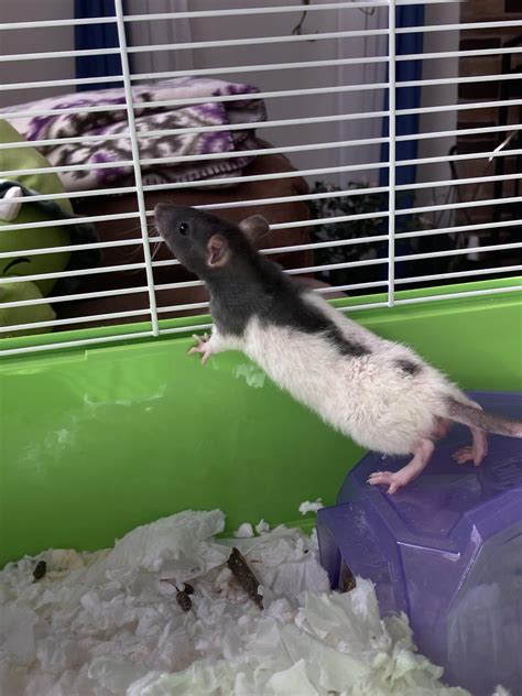 It Is Normal For A Rat To Make This Sound When Sleeping Rrats