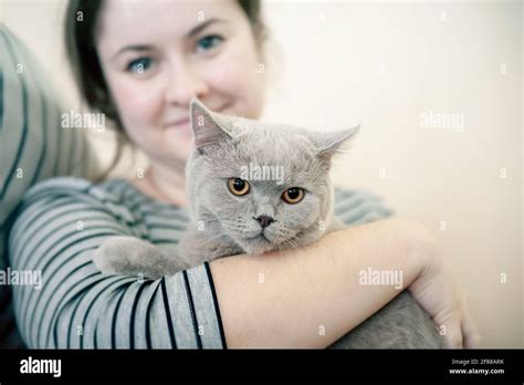 lop eared cat  res stock photography  images alamy