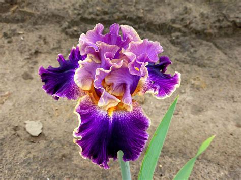 How To Grow And Care For Bearded Iris Plants