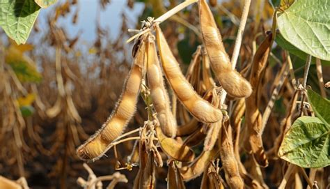 Premium Photo Soy Bean Mature Seeds With Immature Soybeans In The Pod