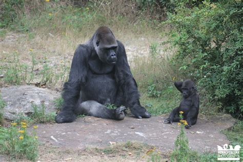 Western Lowland Gorilla Gorilla Gorilla Gorilla Zoochat