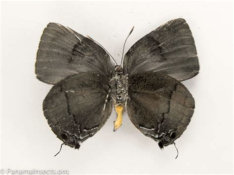 panamainsects.org | Lycaenidae species 09967