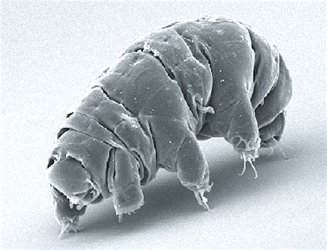 tardigrades eat  foods  animal loves   animals