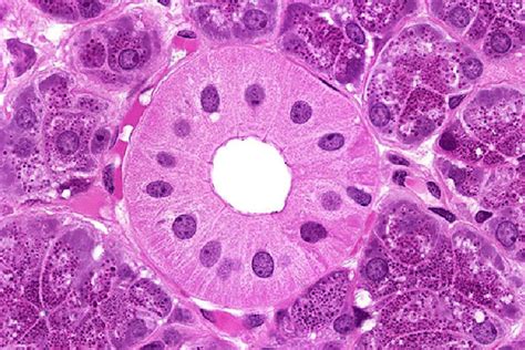 Histology Guide - virtual microscopy laboratory