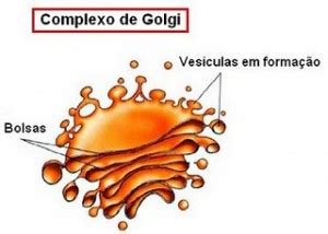 Complexo de Golgi: O que é e como é formado