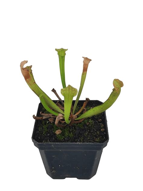 Sarracenia farmhamii hybrid – rapaxbiotec.com
