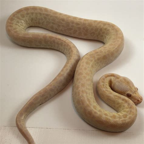 Hypo Labyrinth Burmese Python