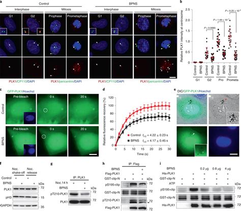 BPNS Treatment Suppresses The Mitotic Activation Of PLK1 Kinase At