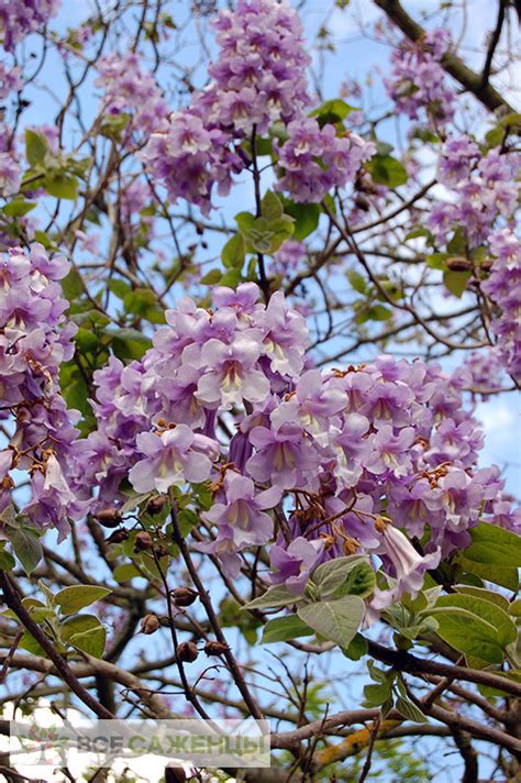 Цена на Павловния Шан Тонг морозостойкая - купить саженцы