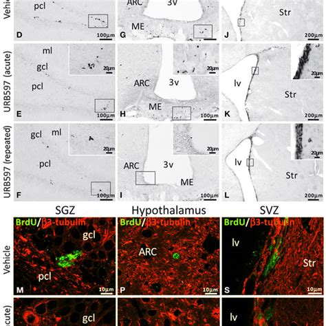 Effects Of Acute And Repeated Treatment Of Urb Mg Kg On