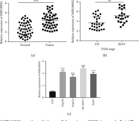 Figure 1 From Long Noncoding Rna Mir100hg Knockdown Attenuates