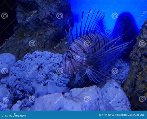 Lionfish In Saltwater Aquarium Stock Image Image Of Nature Acuatic