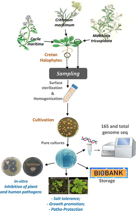 Frontiers Endophytic Bacterial Isolates From Halophytes Demonstrate