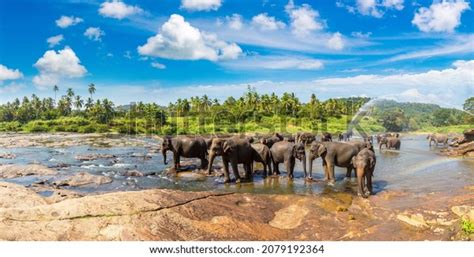 Pinnawala Elephant: Over 4,135 Royalty-Free Licensable Stock Photos ...
