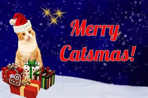 Christmas Cat Names | Cat Names City | Cat names, Christmas cats, Cats