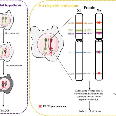 Abnormal X Chromosome Inactivation And Tumor Development Request PDF