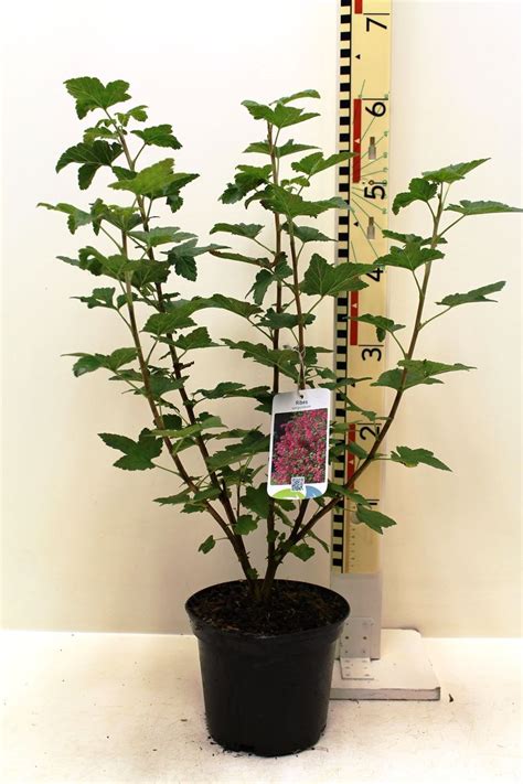 Ribes Sanguineum — Plant Wholesale Floraccess
