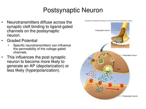 Ppt Neurons Powerpoint Presentation Id 6708926