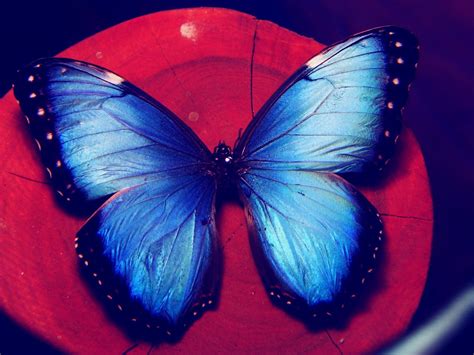 Синие бабочки эстетика - фото и картинки abrakadabra.fun