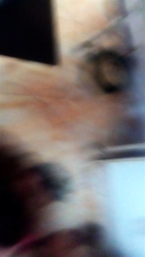 Amateur Bella Blowjob Suck