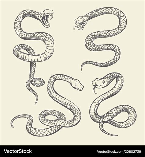 Hand drawing snake set wildlife snakes tattoo Vector Image