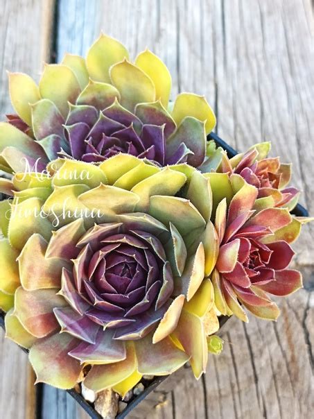 Сортовое молодило: суккуленты для сада | ВКонтакте