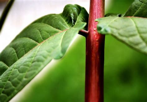 Стебель – общая характеристика, строение, транспорт веществ