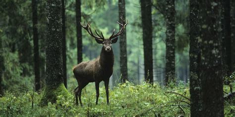 Forest animals wallpaper featuring photo images of deer, Scottish ...