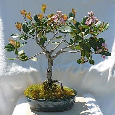 Rhaphiolepis Indica - Indian Hawthorn Bonsai & Bonsai EBook - 5 Seed ...