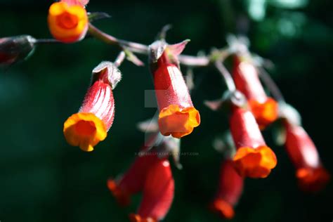 Botanical 5 By Estrellita7 On Deviantart