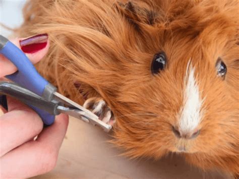 How To Cut Guinea Pig Nails Without Getting Bit IWQAAS